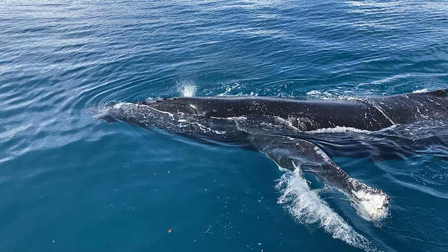 Comentarii opinii despre Hervey Bay Boat Club