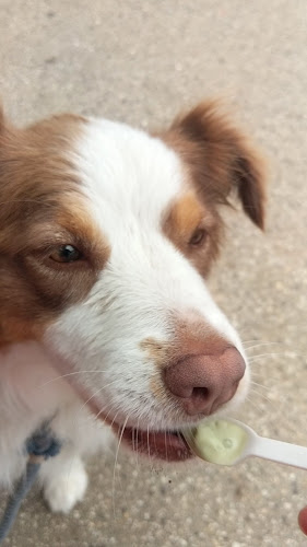 Opinii despre IPSOS Restaurant & Bar în Melbourne - Hospitality and gastronomy