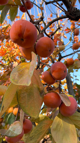 Comentarii opinii despre Raeburn Orchards