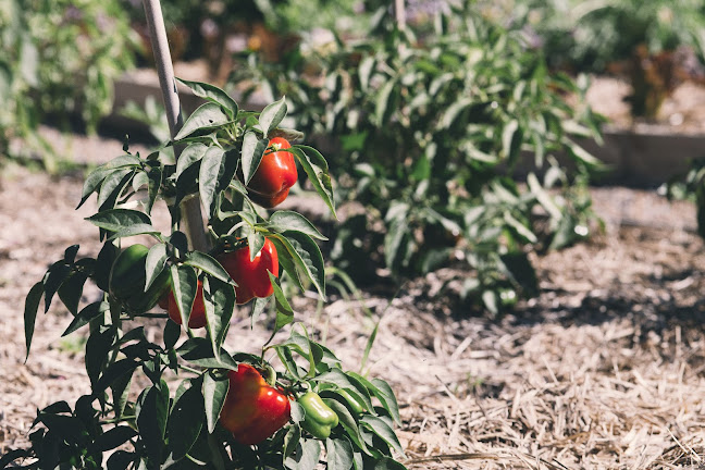 Comentarii opinii despre Milk Haus