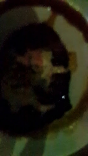 St. Albi Bar & Eatery - Hospitality and gastronomy