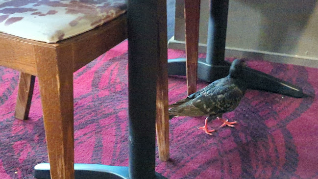 Comentarii opinii despre Fiasco's Steakhouse