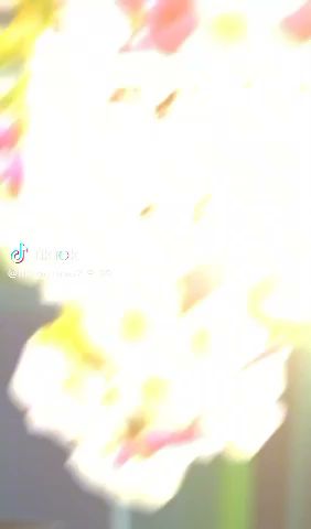 Caffe Amici - Sydney