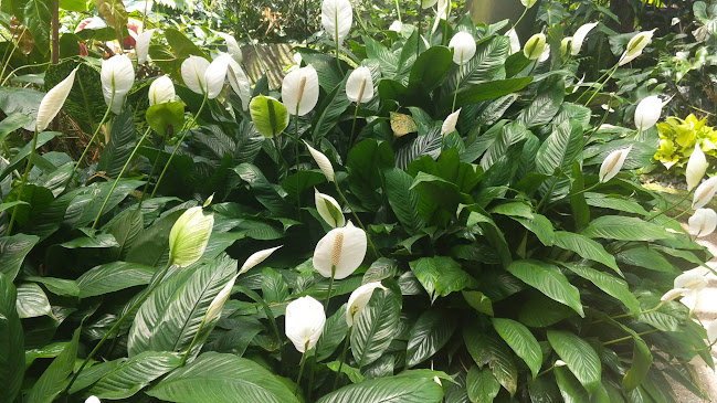 Comentarii opinii despre Botanic Gardens Restaurant & Cafe