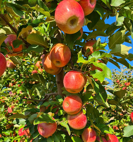 Manto Produce & Providore - Hospitality and gastronomy