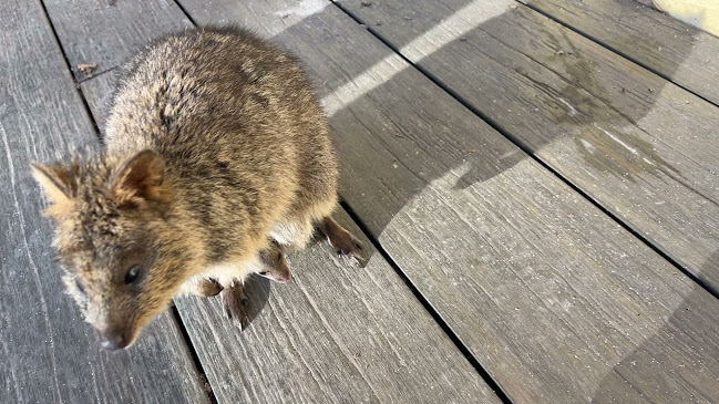 Rottnest Bakery - Perth
