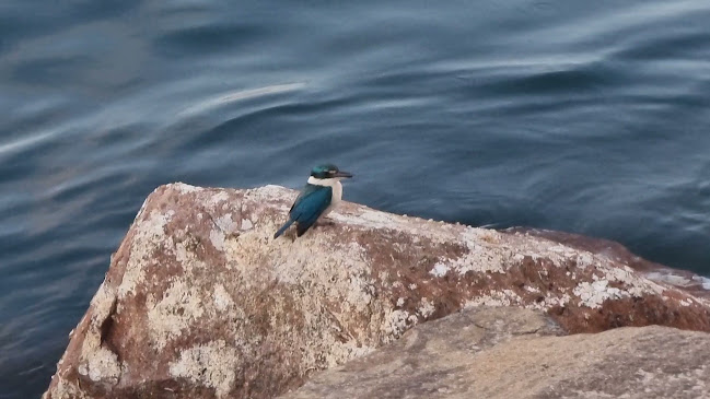 Opinii despre The Little Nel în Nelson Bay - Hospitality and gastronomy