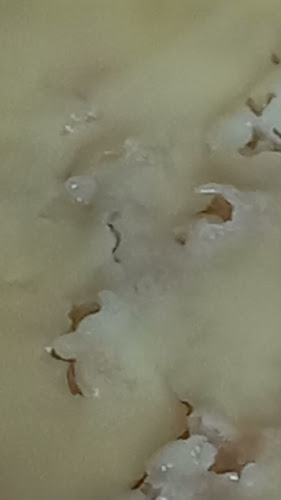 Opinii despre Bellarine Bakehouse în Newcomb - Hospitality and gastronomy