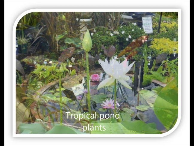 Opinii despre Wyee Nursery Cafe în Sydney - Hospitality and gastronomy