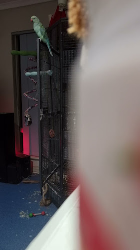 Opinii despre KFC Alice Springs în Alice Springs - Hospitality and gastronomy