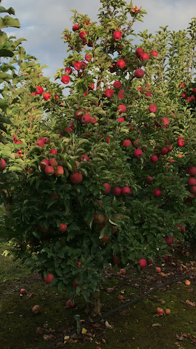 Opinii despre Orchard 1 Sixty în Donnybrook - Hospitality and gastronomy