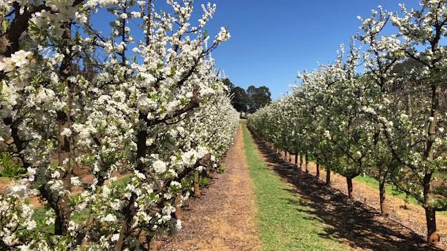 Raeburn Orchards - Perth
