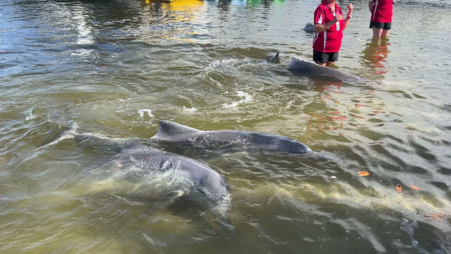 Opinii despre Barnacles în Brisbane - Hospitality and gastronomy