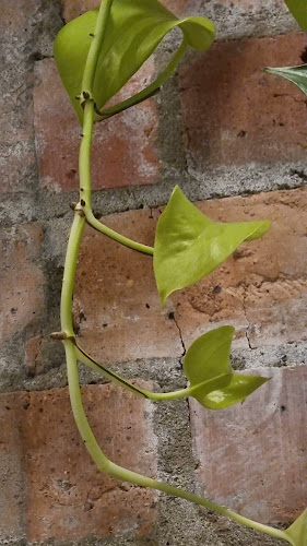 Opinii despre Cirque în Newcastle - Hospitality and gastronomy