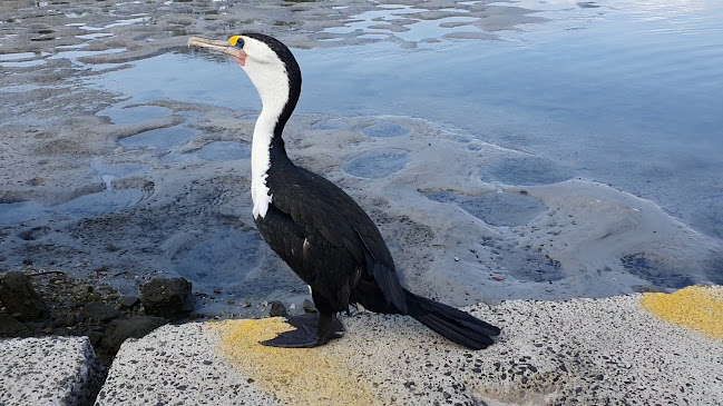 Comentarii opinii despre Barnacles