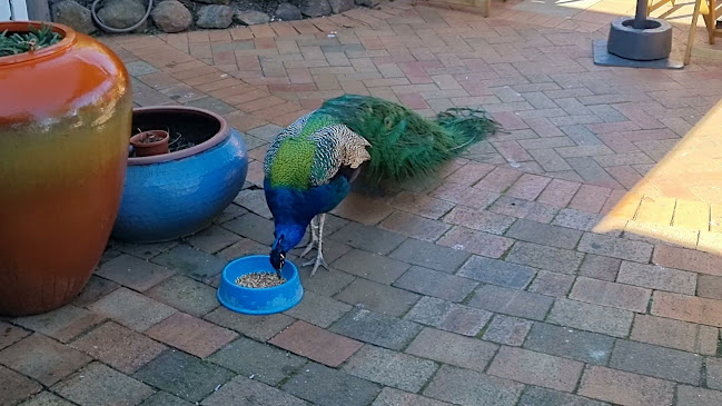 Tulip's Cafe - Pialligo