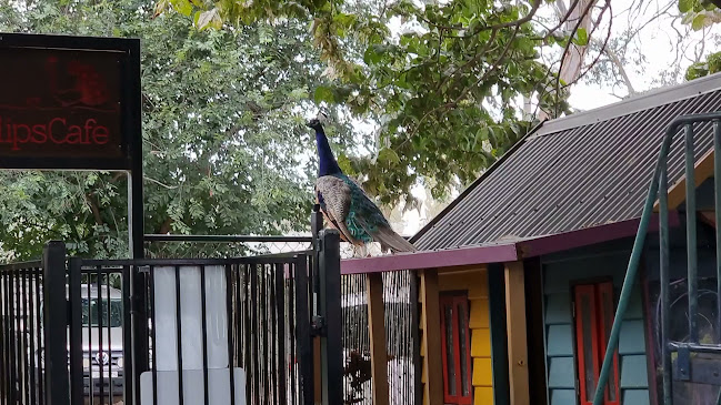 Opinii despre Tulip's Cafe în Pialligo - Hospitality and gastronomy