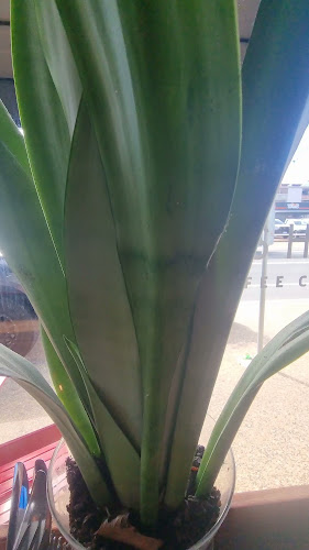 Opinii despre GESHA Cafe Fremantle în Fremantle - Hospitality and gastronomy