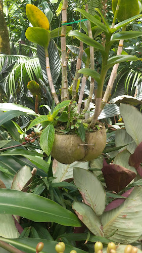 Opinii despre Botanic Gardens Restaurant & Cafe în Cairns City - Hospitality and gastronomy