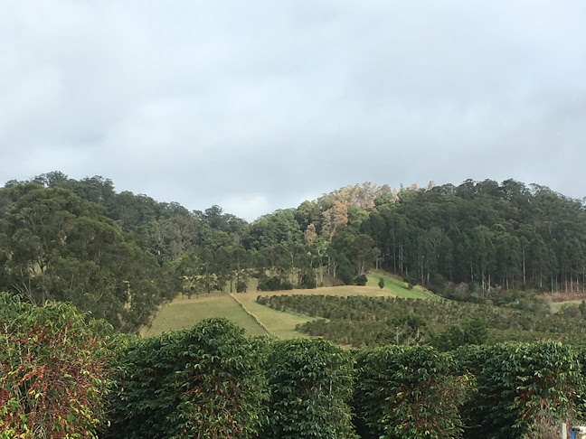 Comentarii opinii despre Mountain Top Coffee