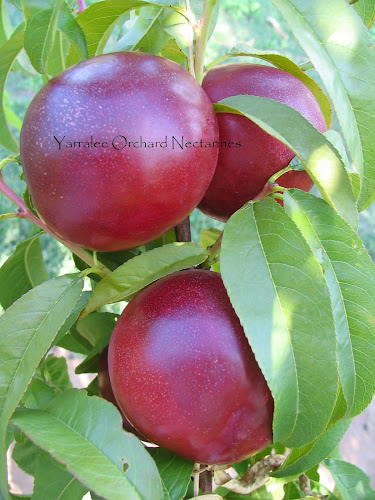 Yarralee Orchard