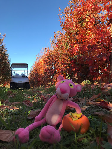 Comentarii opinii despre Orchard 1 Sixty