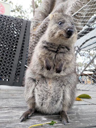 Maley St, Rottnest Island WA 6161