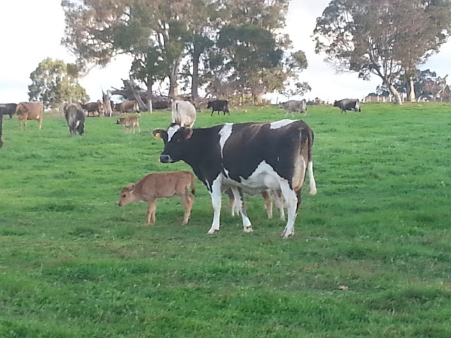 Comentarii opinii despre Geo Organics