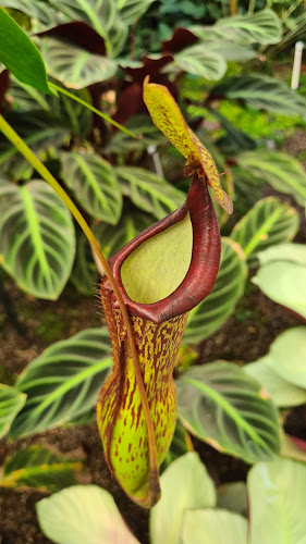 Botanic Gardens Restaurant & Cafe - Hospitality and gastronomy