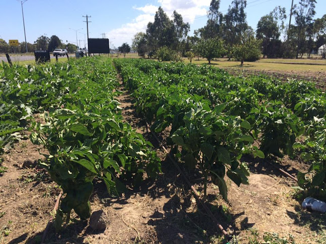 255 Bellarine Hwy, Moolap VIC 3224