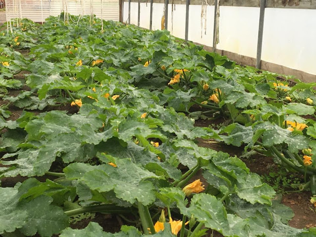 Eddy's Fresh Fruit and Vegies - Moolap