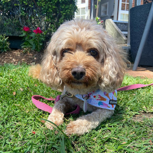 The Gallery Cafe - Ballina