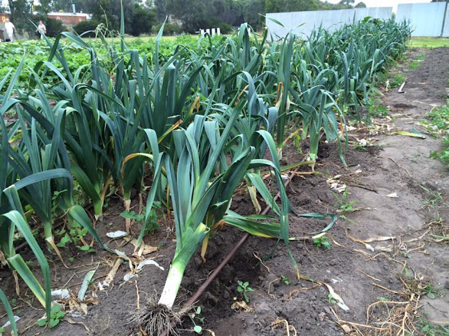 Eddy's Fresh Fruit and Vegies - Hospitality and gastronomy