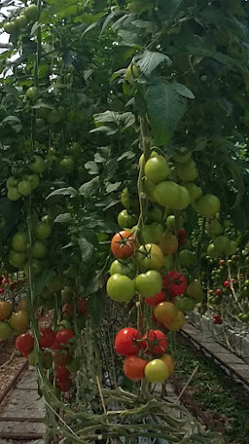 Comentarii opinii despre Flavorite Group