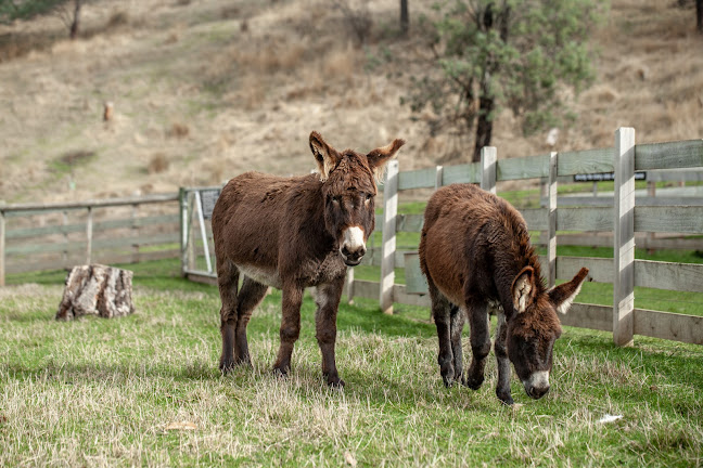 Apricus Launceston - Hospitality and gastronomy