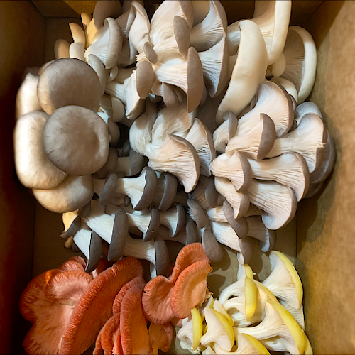 Comentarii opinii despre Brezel Bar Manly