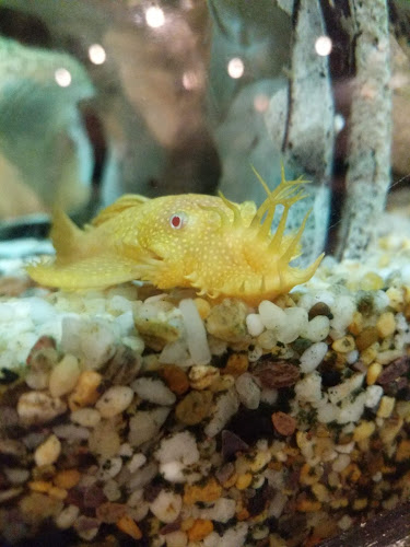 Hot Wok Chinese Restaurant - Port Macquarie