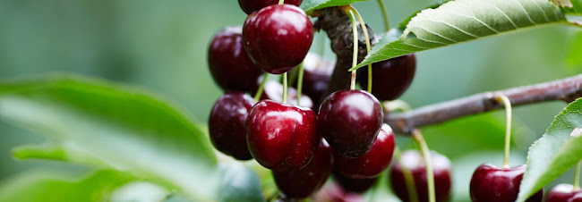 Yarra Valley Cherries