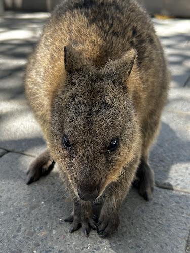 Rottnest Bakery