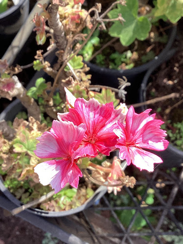 Comentarii opinii despre Tanderra Craft Village