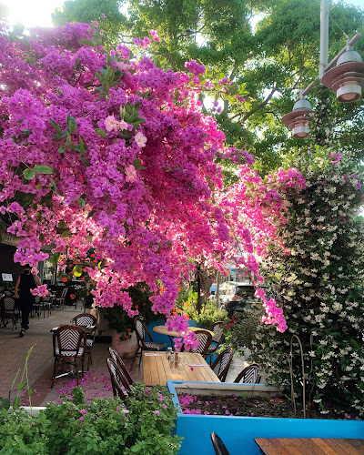 Nigronis - Nelson Bay