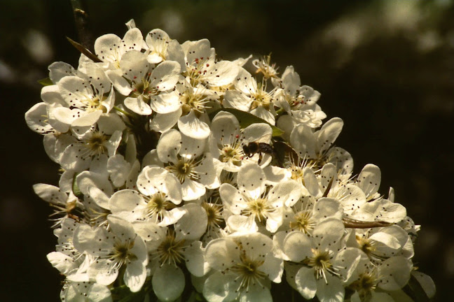 29 Lindsay St, Victor Harbor SA 5211