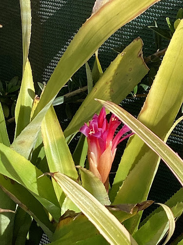 Tanderra Craft Village - Whyalla Barson