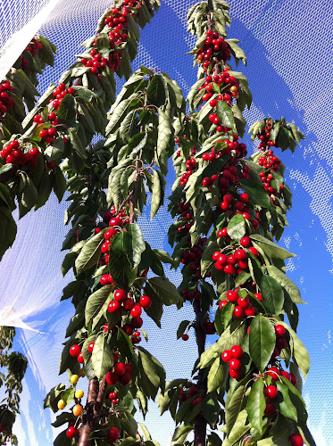 Orchard 1 Sixty - Hospitality and gastronomy