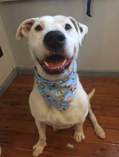 Balanzing Pawz Natural Dog Cafe and Therapies - Hospitality and gastronomy