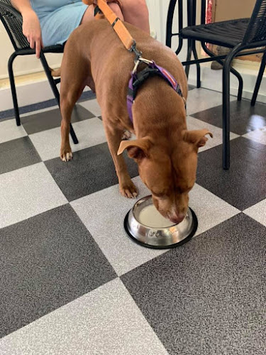 Balanzing Pawz Natural Dog Cafe and Therapies - Ballina