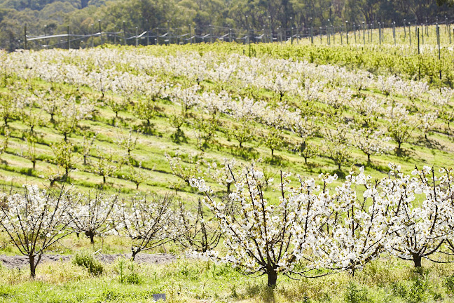 Yarra Valley Cherries - Melbourne