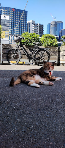 Café - North Melbourne