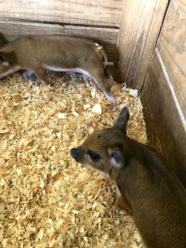 Comentarii opinii despre Crib Box Cafe