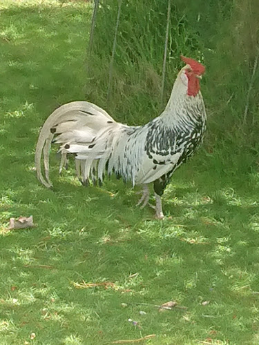 Comentarii opinii despre Hill End Estate